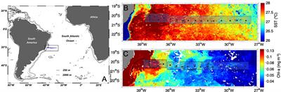 Cyanobacterial Diazotroph Distributions in the Western South Atlantic